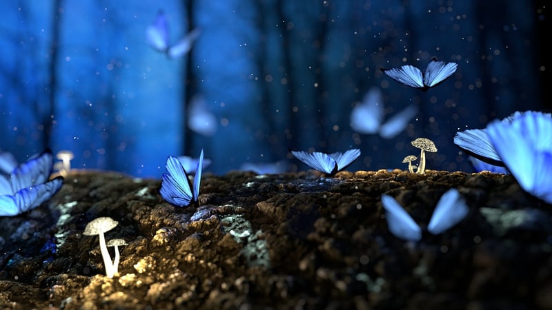 Magical Forest Ceremonies